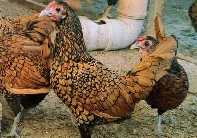 Мініатюрні Сiбрайт, яйце інкубаційне Золото, бiле золото - фото № 5