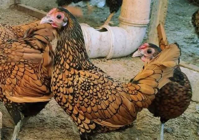 Мініатюрні Сiбрайт, яйце інкубаційне Золото, бiле золото - фото № 6