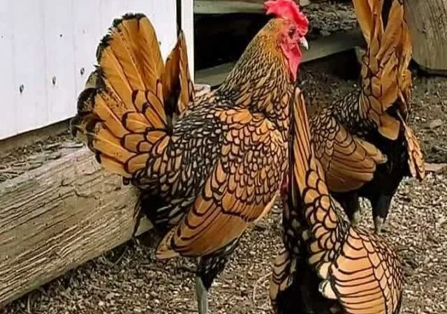 Мініатюрні Сiбрайт, яйце інкубаційне Золото, бiле золото - фото № 7