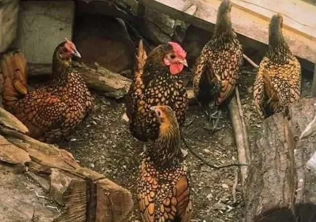 Мініатюрні Сiбрайт, яйце інкубаційне Золото, бiле золото - фото № 8