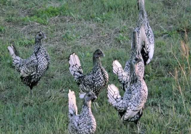 Яйце інкубаційне Брекель, забарвлення - срібло, лимон - фото № 2