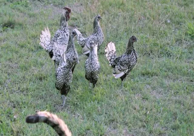 Яйце інкубаційне Брекель, забарвлення - срібло, лимон - фото № 3