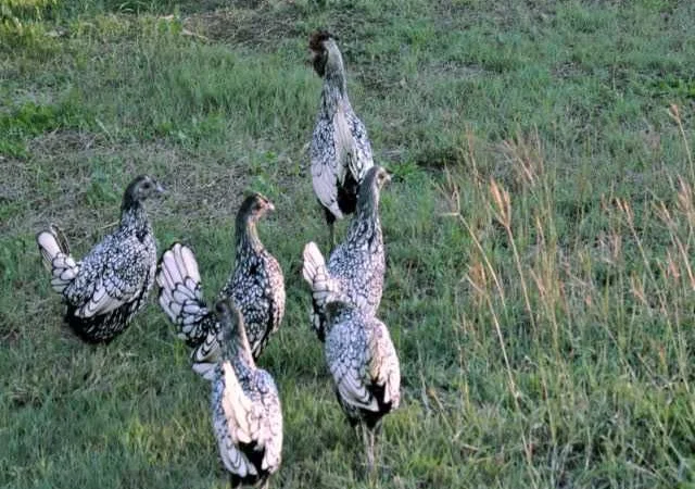 Яйце інкубаційне Брекель, забарвлення - срібло, лимон - фото № 4