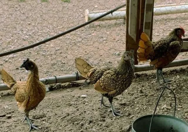 Яйце інкубаційне Брекель, забарвлення - срібло, лимон - фото № 5