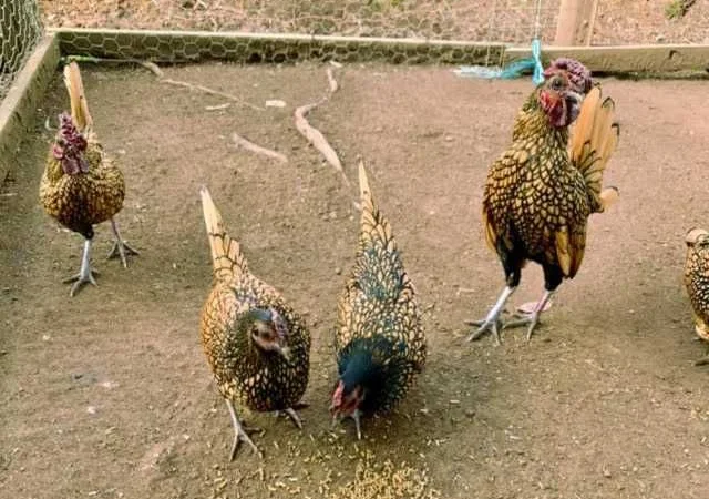 Яйце інкубаційне Брекель, забарвлення - срібло, лимон - фото № 6