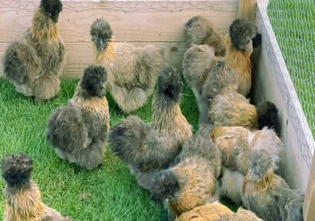 Яйце інкубаційне китайська шовкова порода курей. П'ять окрасiв - фото № 1