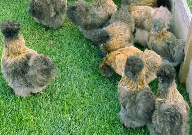 Яйце інкубаційне китайська шовкова порода курей. П'ять окрасiв - фото № 2