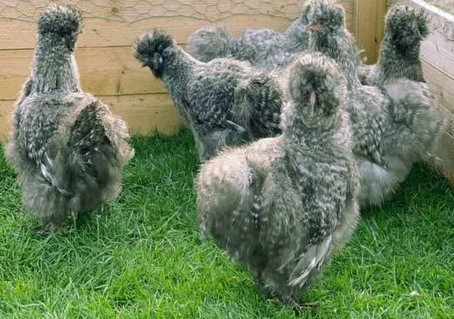 Яйце інкубаційне китайська шовкова порода курей. П'ять окрасiв - фото № 3