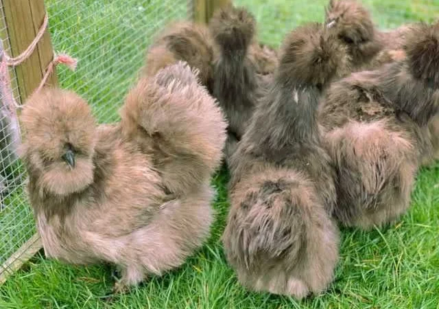 Яйце інкубаційне китайська шовкова порода курей. П'ять окрасiв - фото № 4