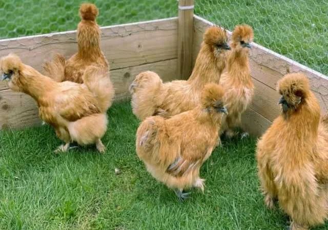 Яйце інкубаційне китайська шовкова порода курей. П'ять окрасiв - фото № 5