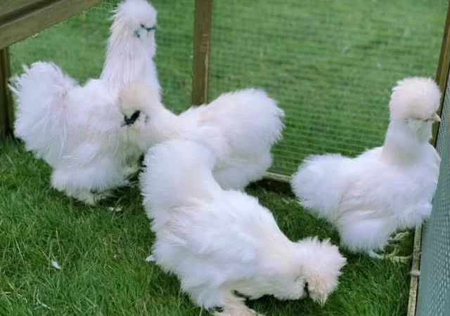 Яйце інкубаційне китайська шовкова порода курей. П'ять окрасiв - фото № 6