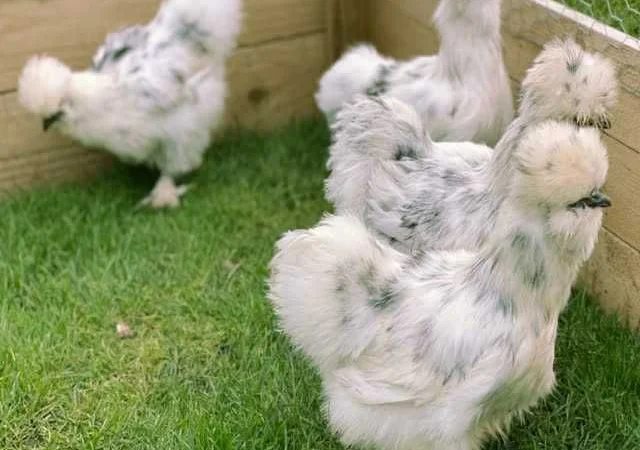 Яйце інкубаційне китайська шовкова порода курей. П'ять окрасiв - фото № 7