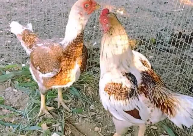 Корніш яйце інкубаційне білий, мідний, бiло-червоний - фото № 1