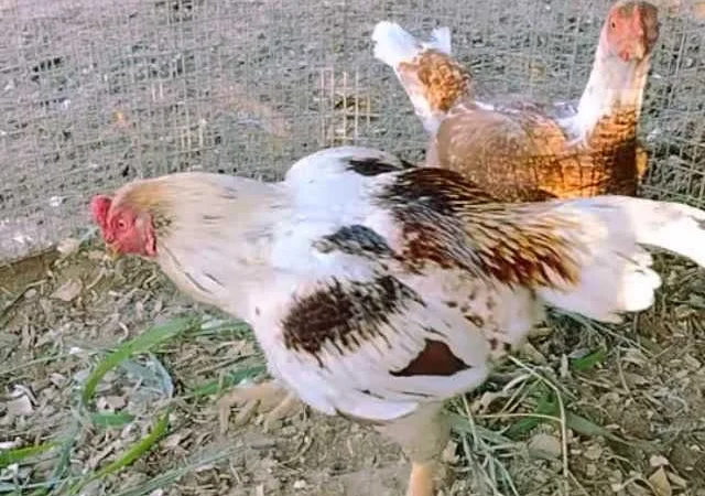 Корніш яйце інкубаційне білий, мідний, бiло-червоний - фото № 3