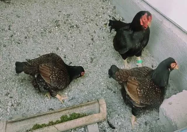 Корніш яйце інкубаційне білий, мідний, бiло-червоний - фото № 4