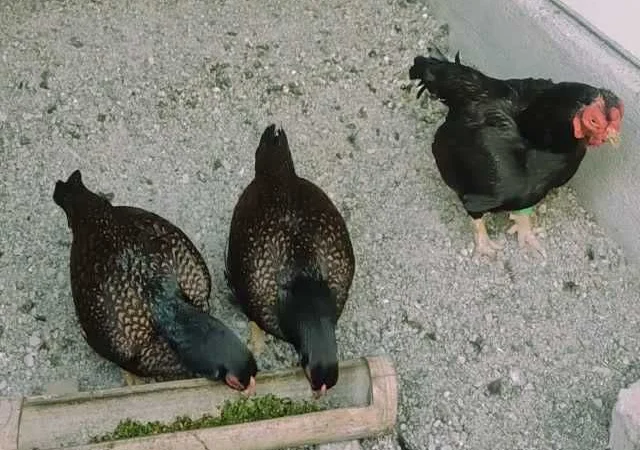 Корніш яйце інкубаційне білий, мідний, бiло-червоний - фото № 5