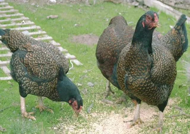 Корніш яйце інкубаційне білий, мідний, бiло-червоний - фото № 6