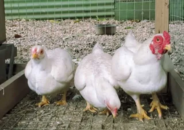 Корніш яйце інкубаційне білий, мідний, бiло-червоний - фото № 7