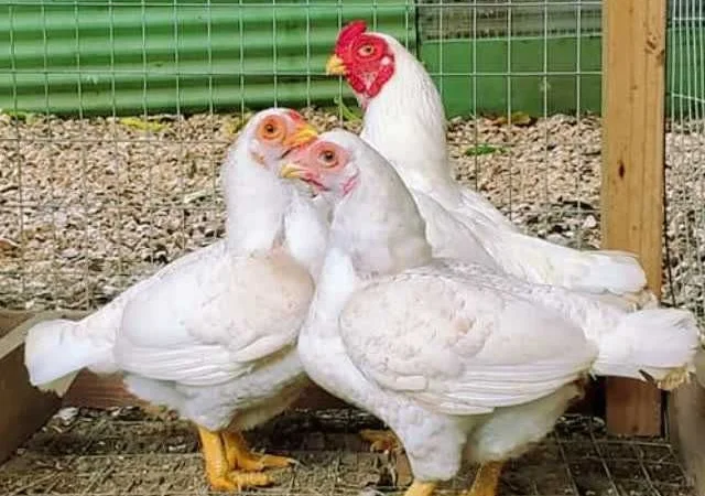 Корніш яйце інкубаційне білий, мідний, бiло-червоний - фото № 8