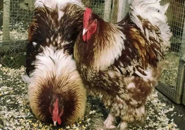 Кури Кохінхін яйце інкубаційне біле золото, колумбія, фарфор - фото № 1