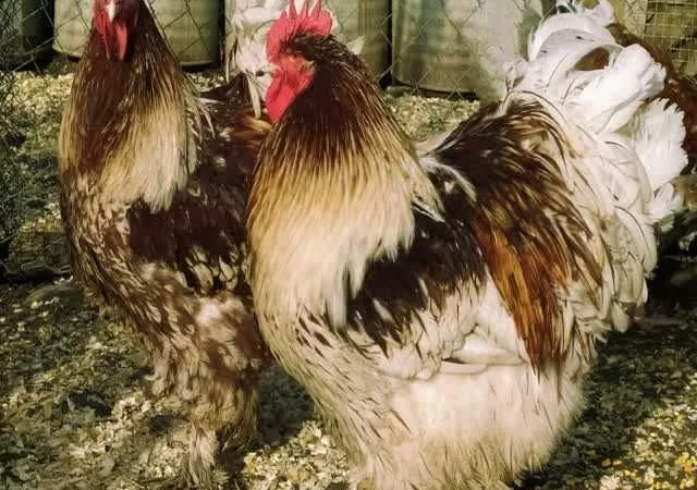 Кури Кохінхін яйце інкубаційне біле золото, колумбія, фарфор - фото № 2