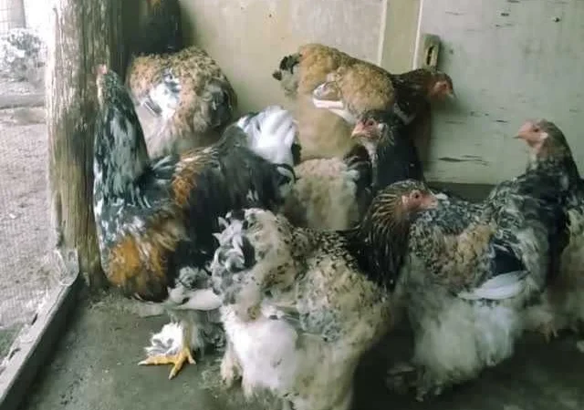 Кури Кохінхін яйце інкубаційне біле золото, колумбія, фарфор - фото № 3