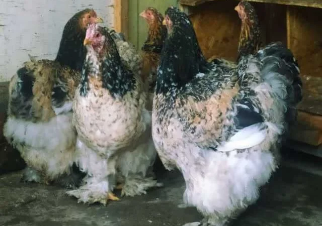 Кури Кохінхін яйце інкубаційне біле золото, колумбія, фарфор - фото № 4