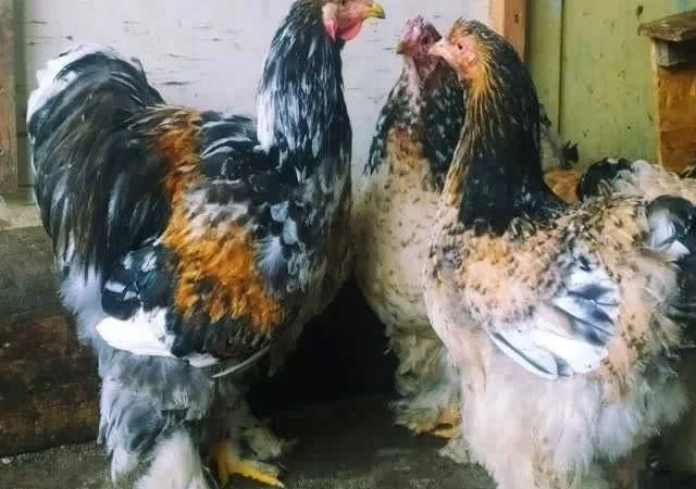 Кури Кохінхін яйце інкубаційне біле золото, колумбія, фарфор - фото № 5