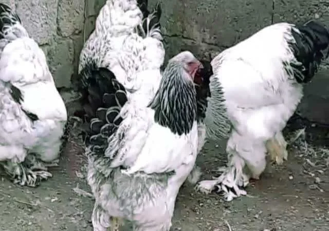 Кури Кохінхін яйце інкубаційне біле золото, колумбія, фарфор - фото № 6