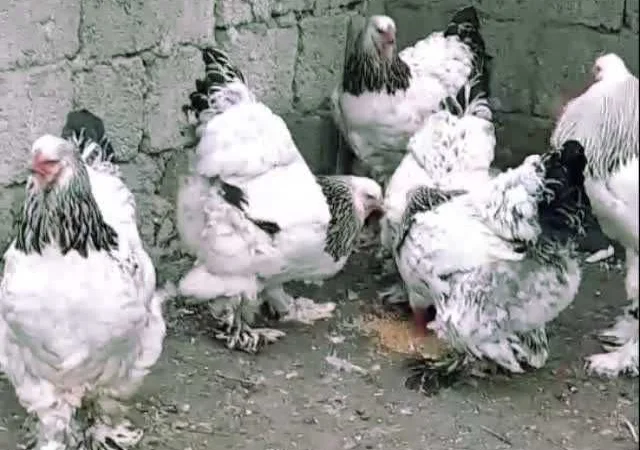 Кури Кохінхін яйце інкубаційне біле золото, колумбія, фарфор - фото № 7