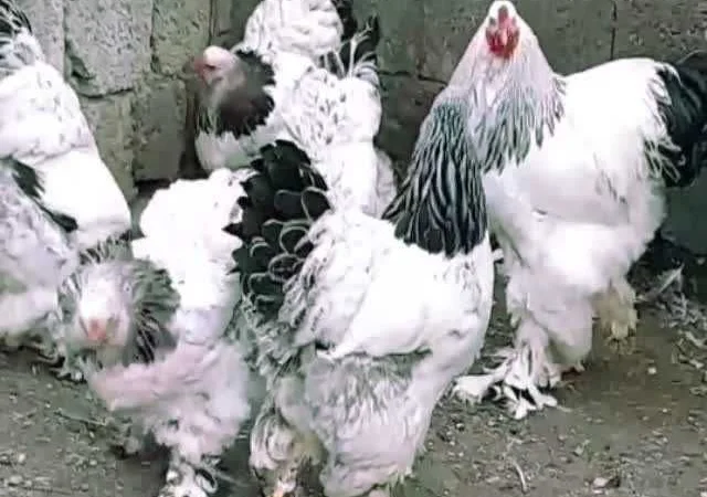 Кури Кохінхін яйце інкубаційне біле золото, колумбія, фарфор - фото № 8