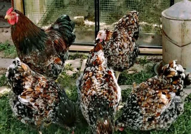 Віандот інкубаційне яйце біле золото, фарфор, срібло - фото № 1