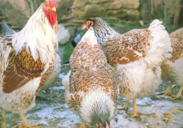 Віандот інкубаційне яйце біле золото, фарфор, срібло - фото № 3