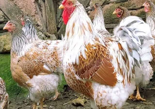 Віандот інкубаційне яйце біле золото, фарфор, срібло - фото № 4