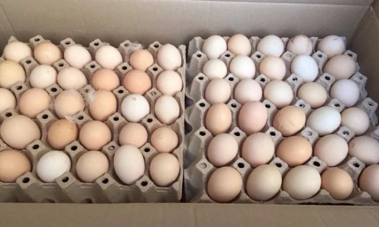 Продам інкубаційне яйце бройлер кобб 500, росс 308 - фото № 2