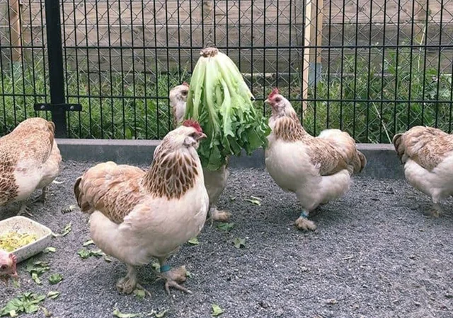 Яйце на інкубацію, курчата, Фавероль: лососева - фото № 1