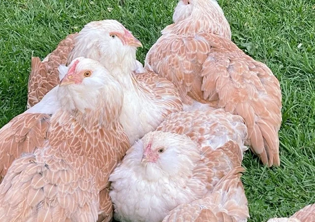 Яйце на інкубацію, курчата, Фавероль: лососева - фото № 2