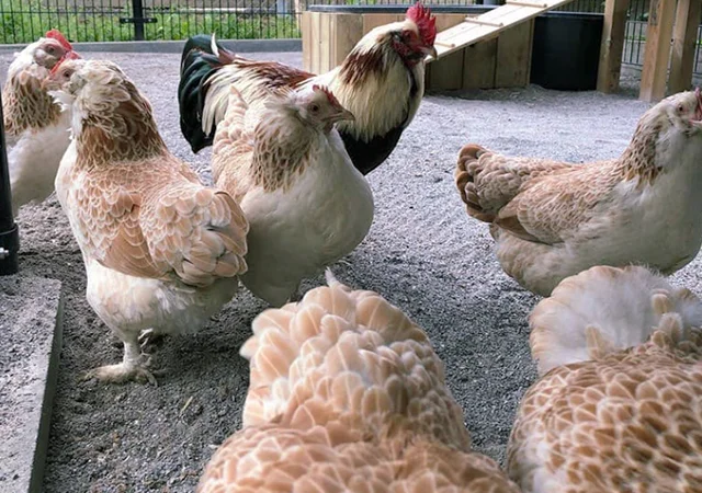 Яйце на інкубацію, курчата, Фавероль: лососева - фото № 3