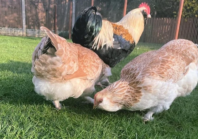 Яйце на інкубацію, курчата, Фавероль: лососева - фото № 4