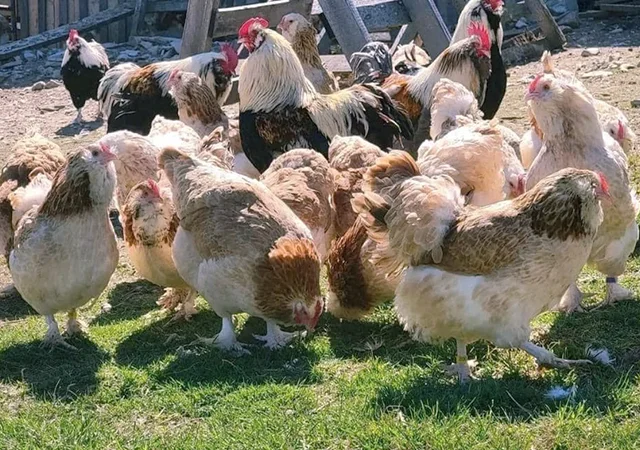 Яйце на інкубацію, курчата, Фавероль: лососева - фото № 5