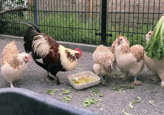 Яйце на інкубацію, курчата, Фавероль: лососева - фото № 6