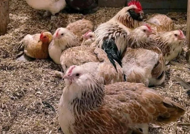 Яйце на інкубацію, курчата, Фавероль: лососева - фото № 7