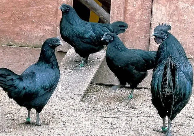 Яйце на інкубацію, курчата, Ухейілюй - фото № 4