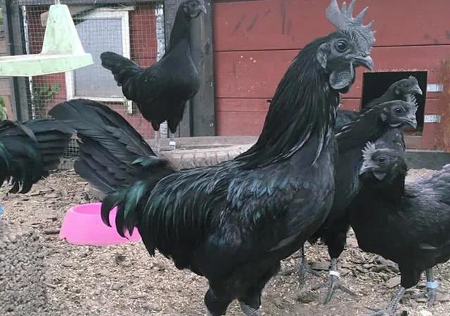 Яйце на інкубацію, курчата, Ухейілюй - фото № 5