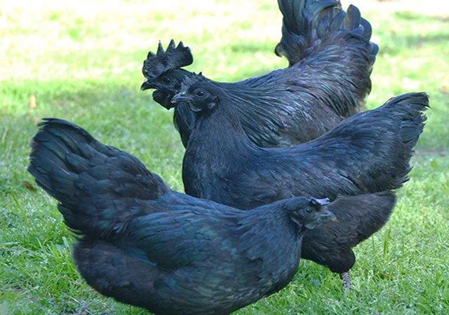 Яйце на інкубацію, курчата, Ухейілюй - фото № 6