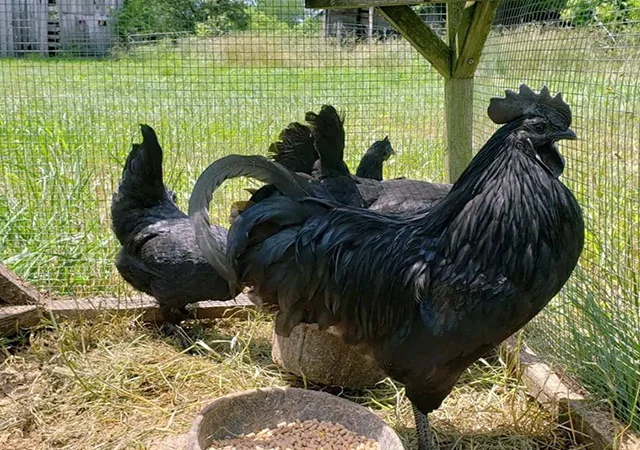 Яйце на інкубацію, курчата, Ухейілюй - фото № 7