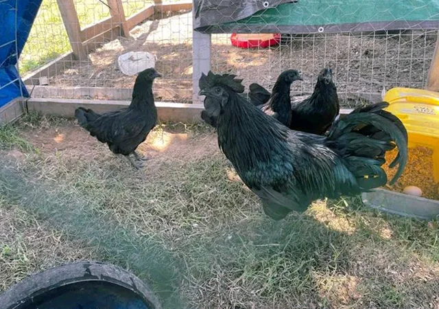 Яйце на інкубацію, курчата, Ухейілюй - фото № 8