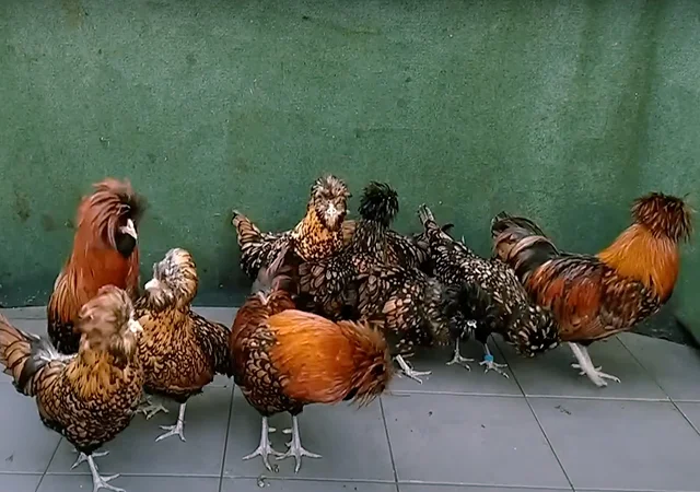 Яйце на інкубацію, курчата, Падуан: золото, фарфоровий - фото № 1