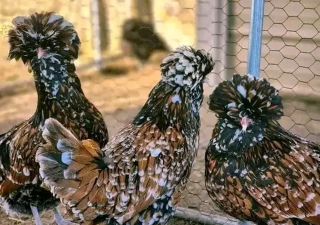 Яйце на інкубацію, курчата, Падуан: золото, фарфоровий - фото № 2