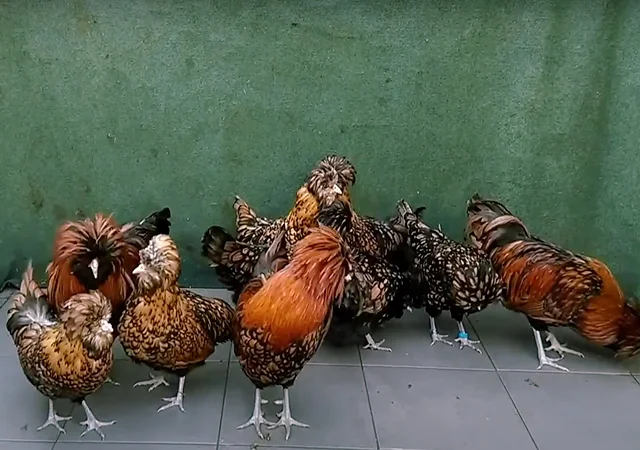 Яйце на інкубацію, курчата, Падуан: золото, фарфоровий - фото № 3